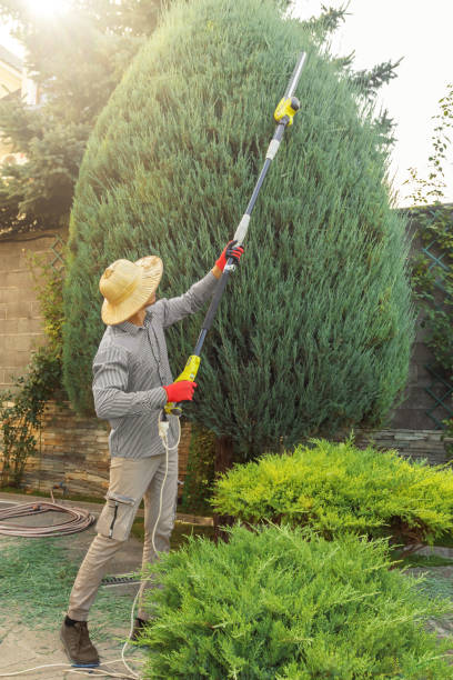 Camp Pendleton South, CA Tree Service Company